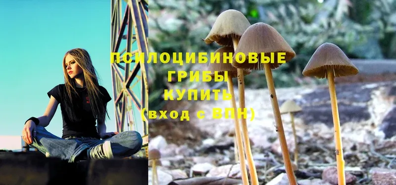 Галлюциногенные грибы MAGIC MUSHROOMS  Кулебаки 